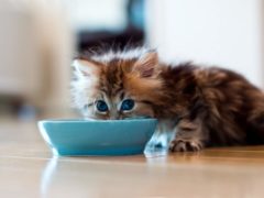 Чем кормить котенка?