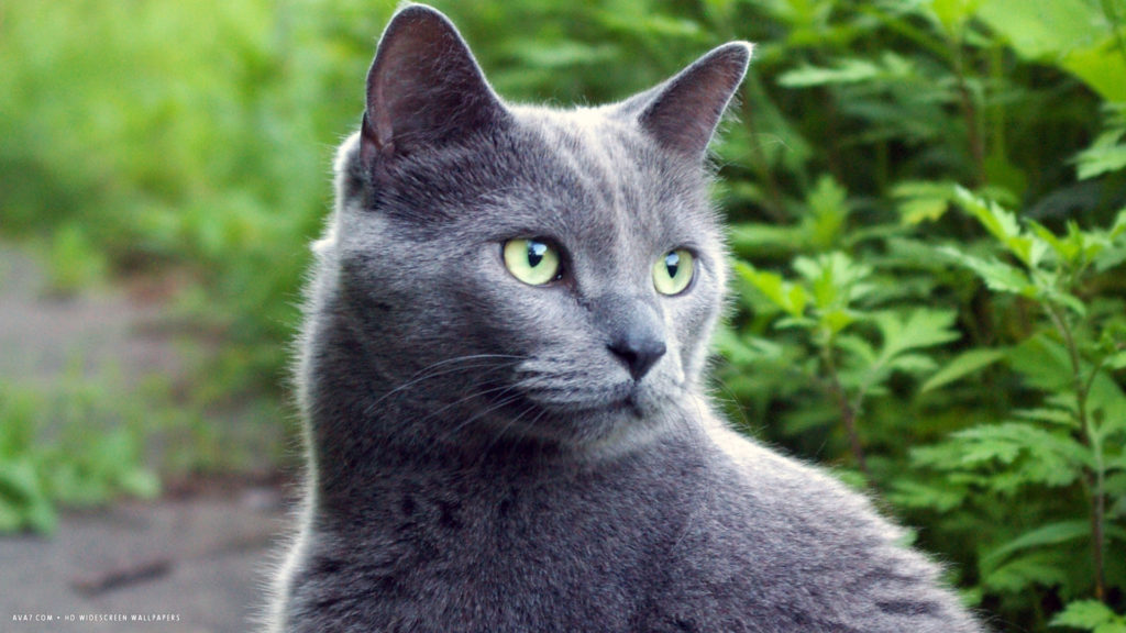 русская голубая глаза у котят