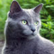 Русская голубая кошка: фото, описание породы и питомники