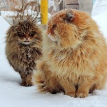 Аборигенные породы кошек: список и фотографии