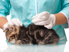 Какие прививки делать котенку в 3 месяца?