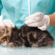 Какие прививки делать котенку в 3 месяца?