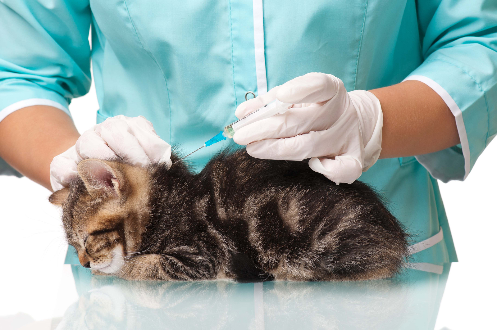 Какие прививки делать котенку